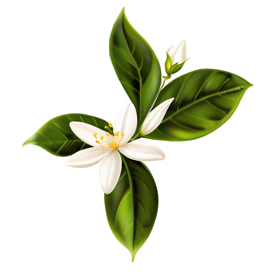 Jasmine Flower Transparent Png Wjh52 PNG