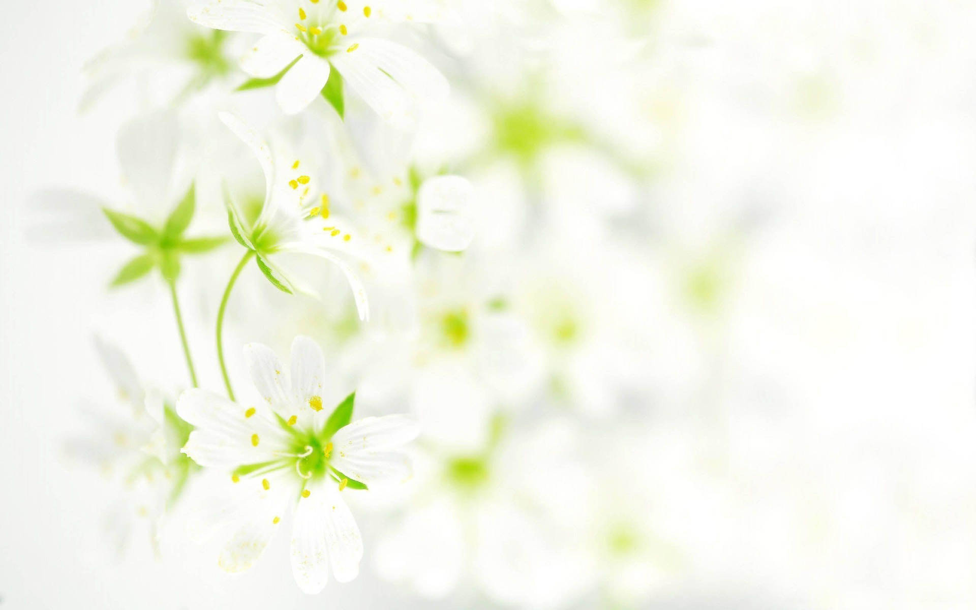 Jasminer på køligt hvidt blomster tapet Wallpaper