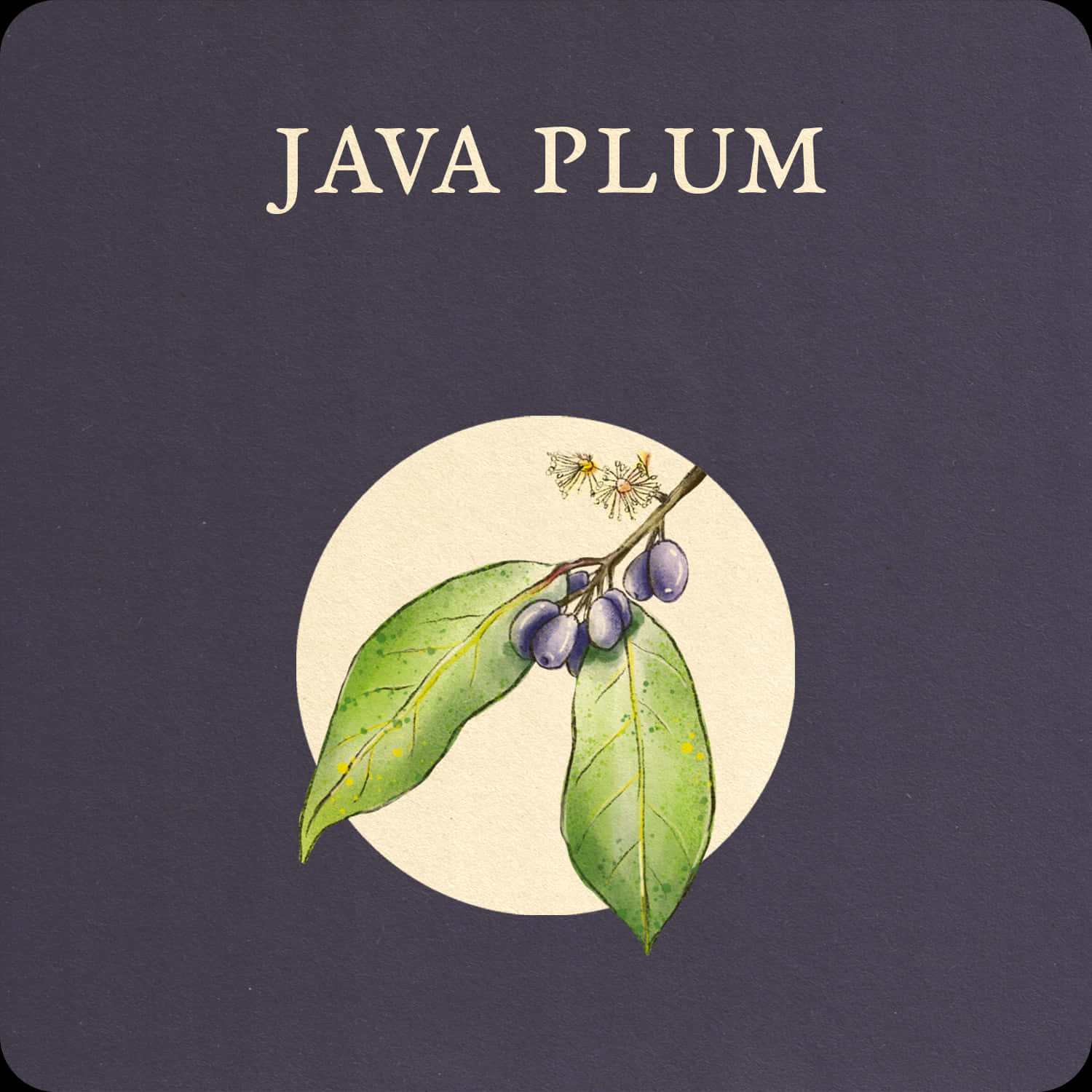 Java Plums Branch Monograph Design Wallpaper