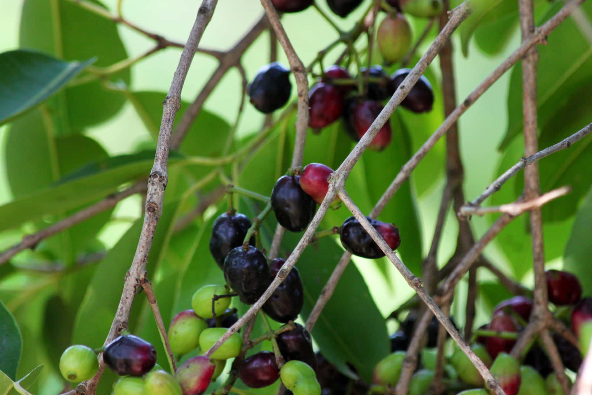 Java Plums In Various Stages Of Ripening Wallpaper