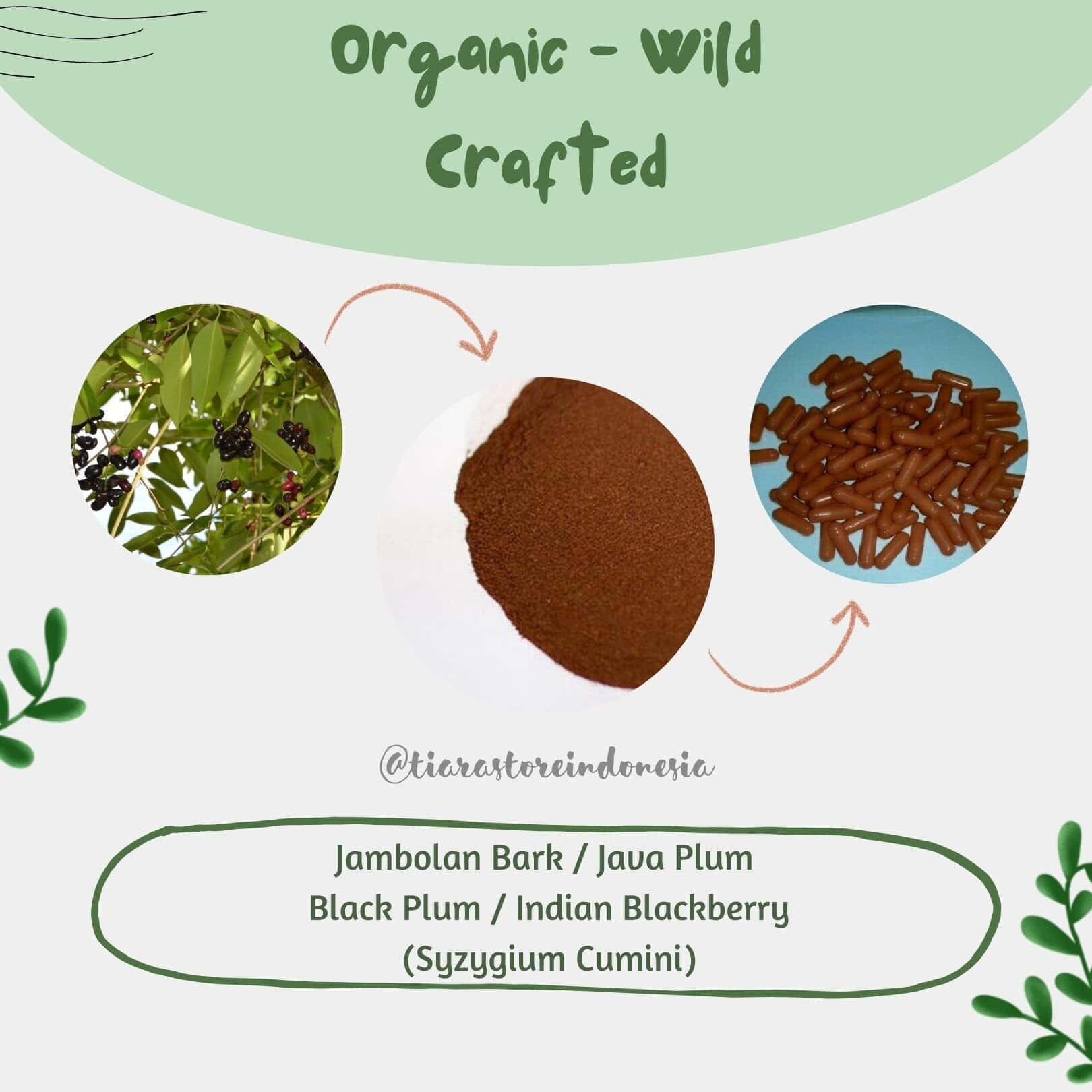 Java Plums Traditional Organic Medicine Wallpaper