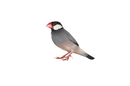 Java Sparrow Black Background PNG — A vibrant Java sparrow perches calmly against a stark black background showcasing its red beak white cheek patch and gray plumage.