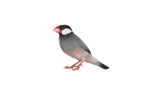 Java Sparrow Black Background PNG