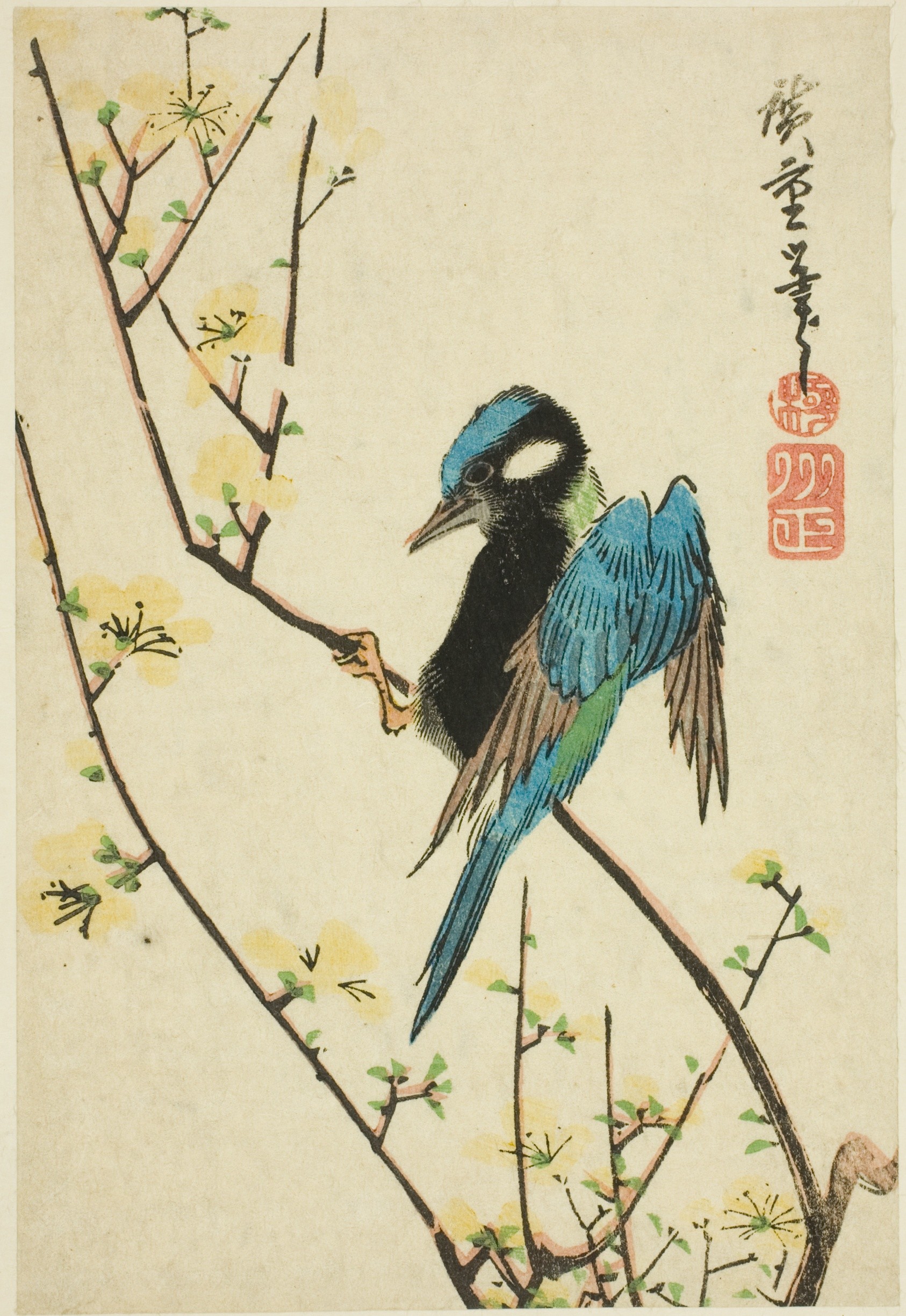 Java sparrow on cherry branch Wallpaper