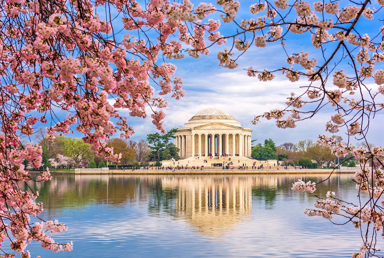 Jefferson Memorial Pink Cherry Blossoms Wallpaper