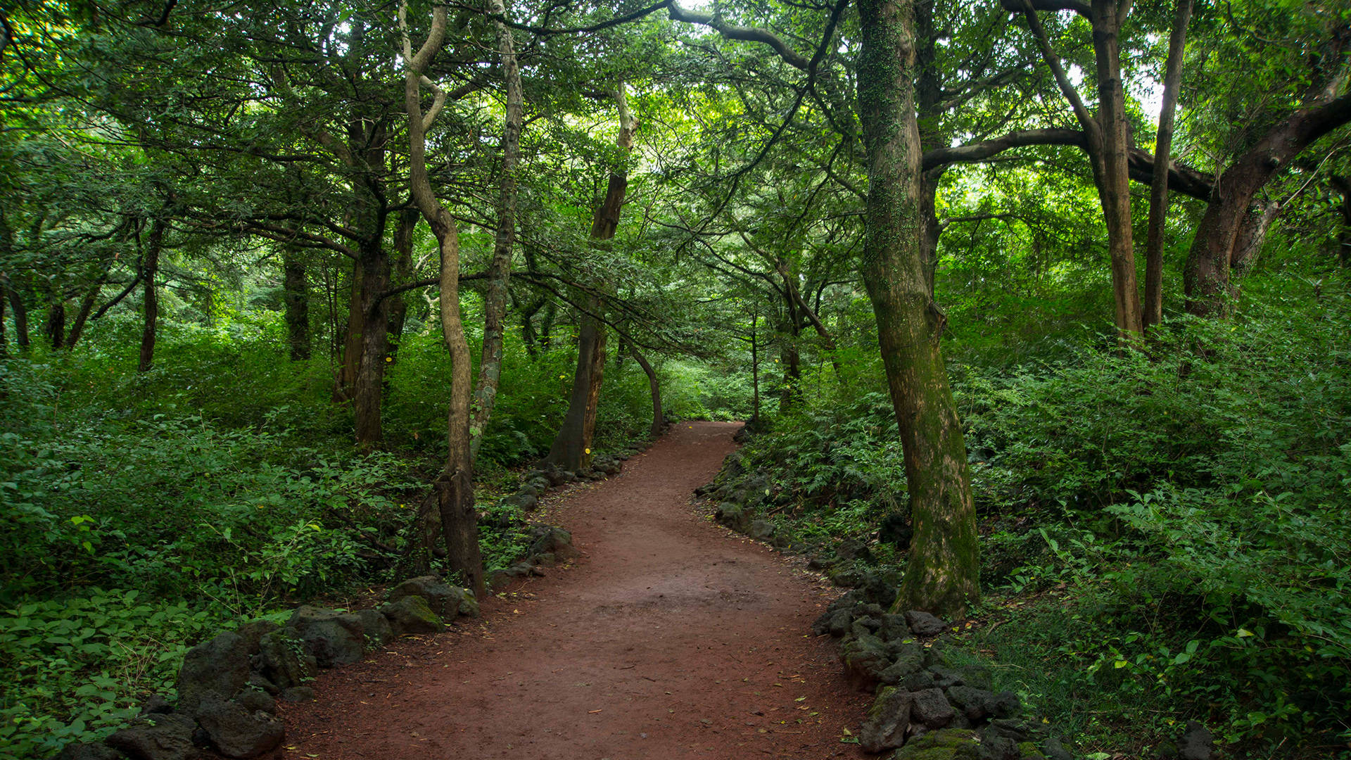 Serene Bijarim Forest in the Heart of Jeju Island Wallpaper