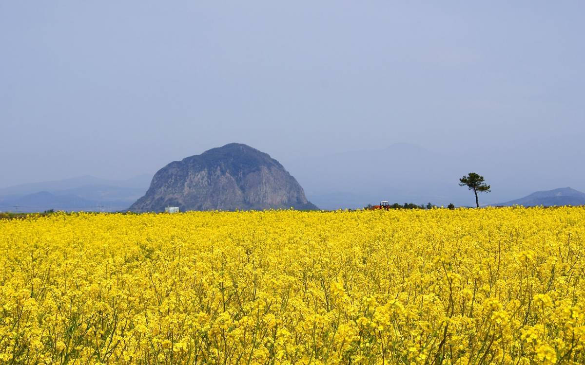 Campode Flores De Colza De La Isla Jeju Fondo de pantalla