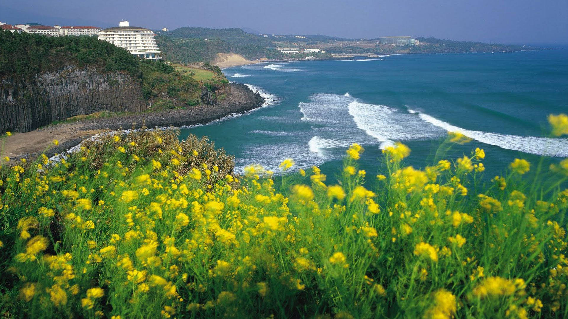 Jeju Island Coastal Flowers Wallpaper