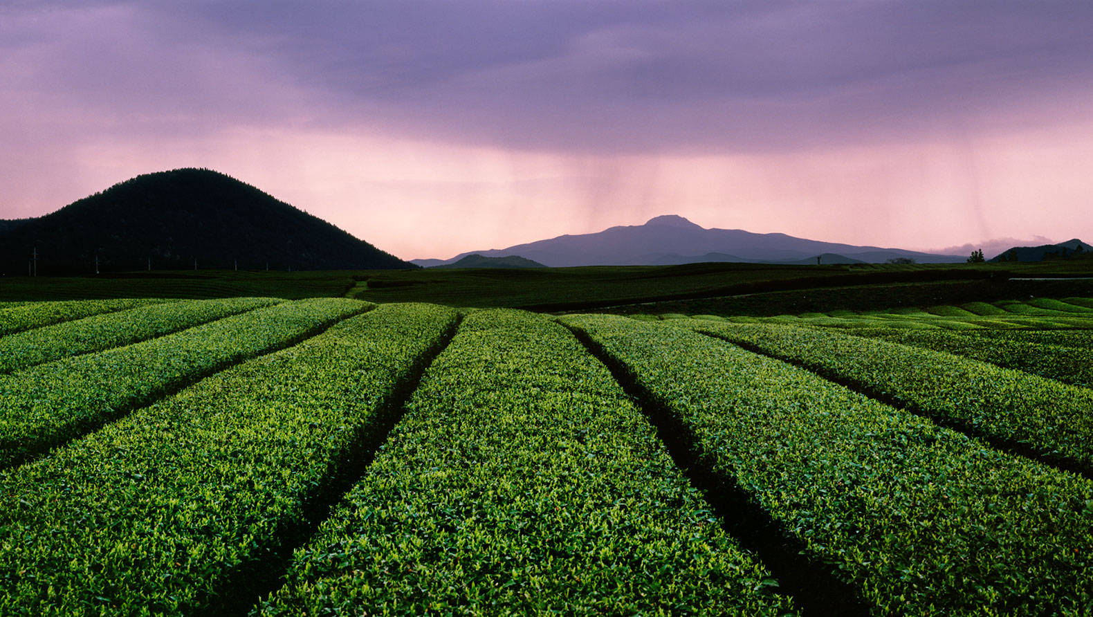 Jeju Island Green Tea Fields Wallpaper