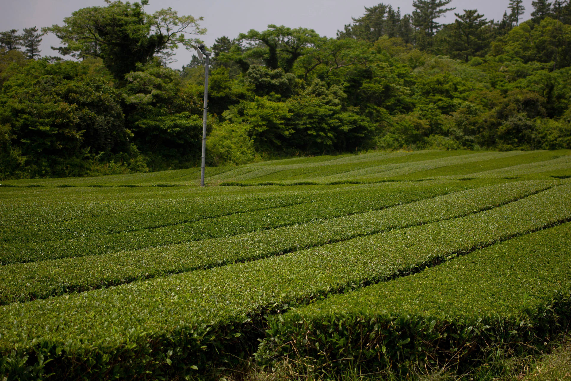 Jeju Tea Garden South Korea Wallpaper