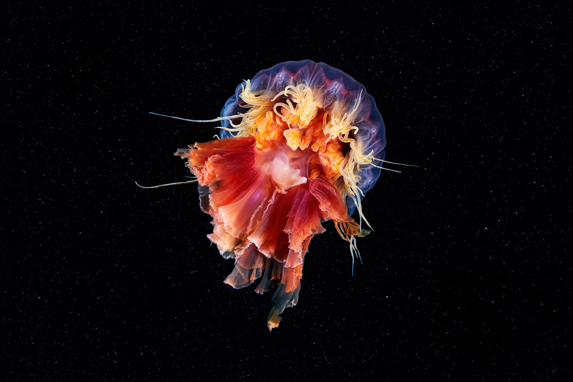 Stunning Display of Jellyfish Art in the Darkness of Space Wallpaper