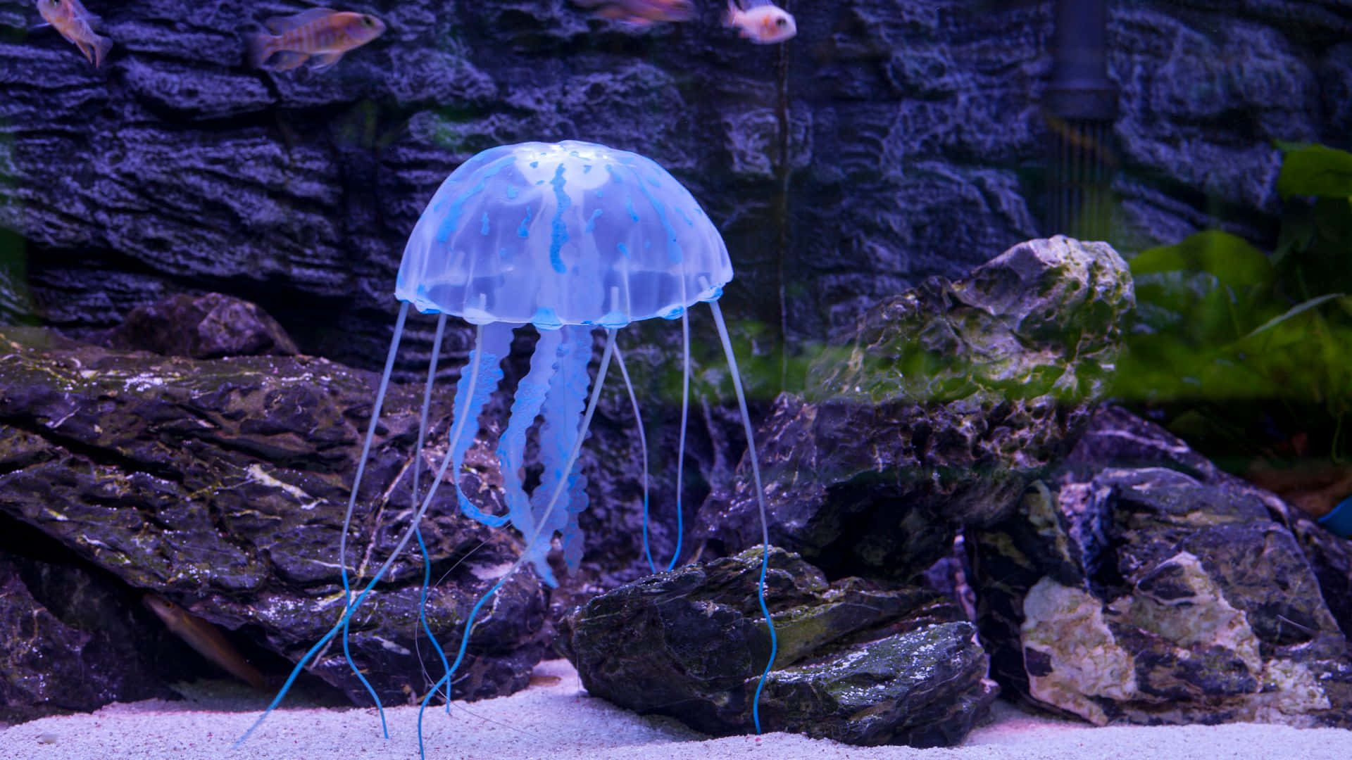 Jellyfish Background