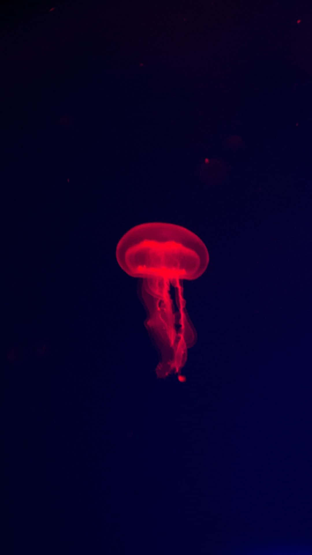 Jellyfish Background