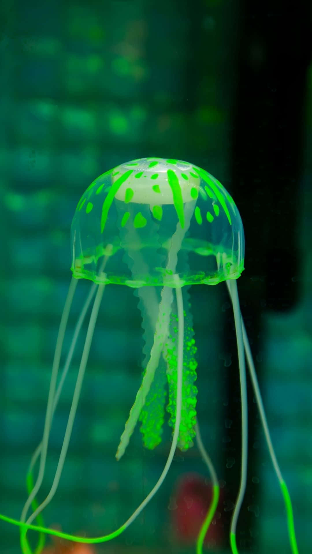 Jellyfish baggrundsdesign viser smukke havdyr.
