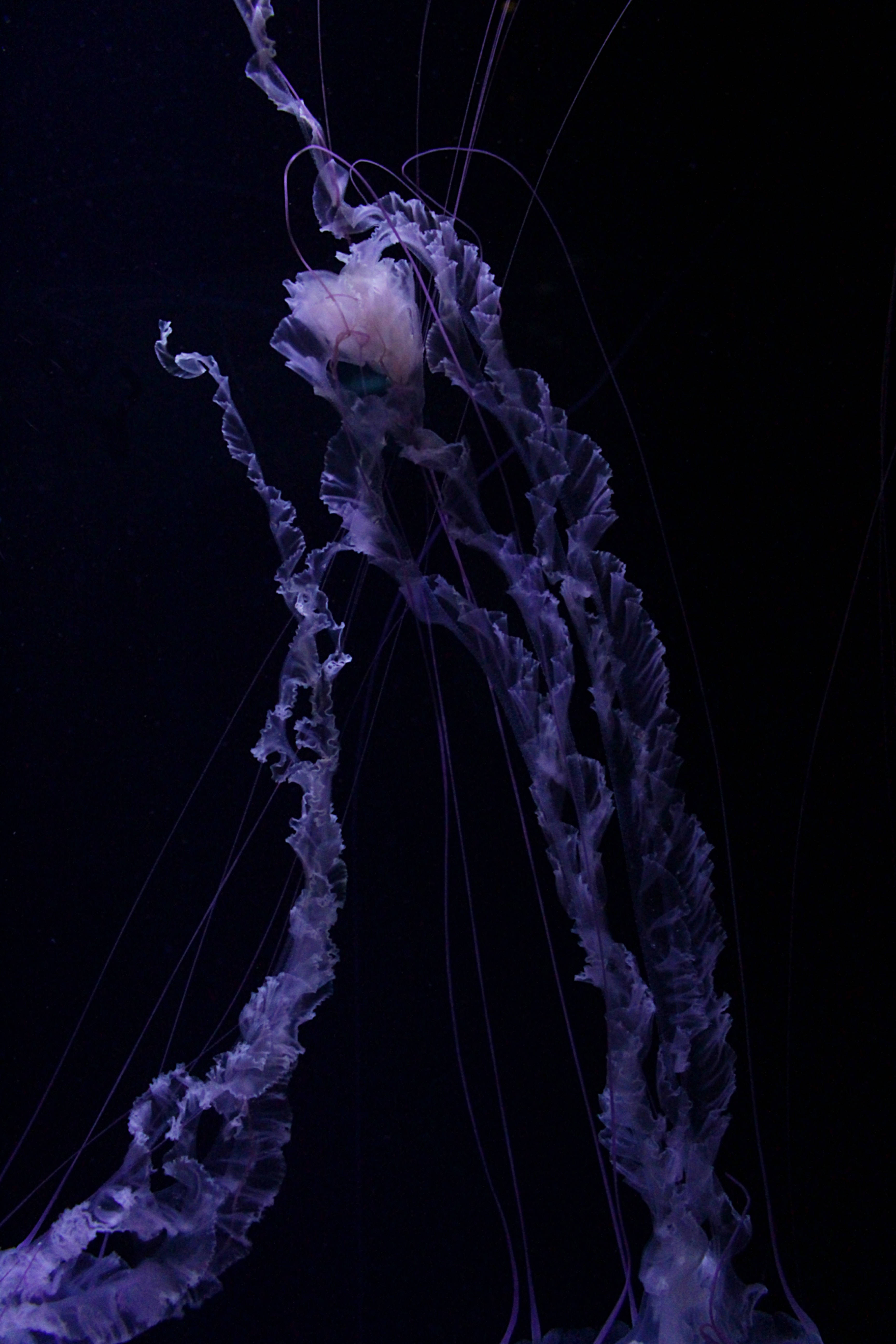 Jellyfish Black And Purple Phone Wallpaper