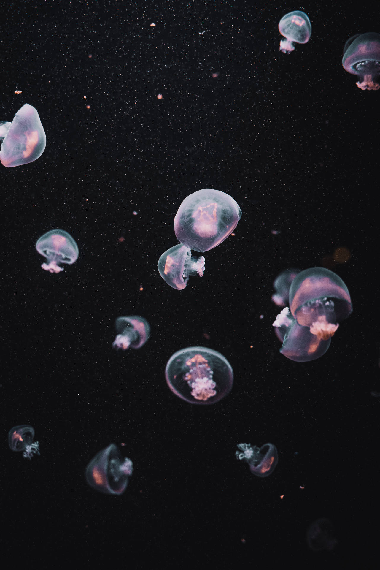 Jellyfish Dark Aesthetic Wallpaper