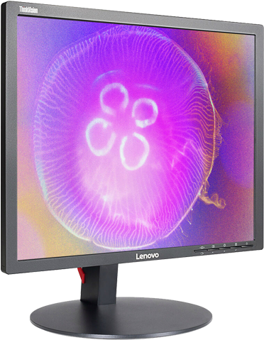 Jellyfish Desktop Wallpaper PNG