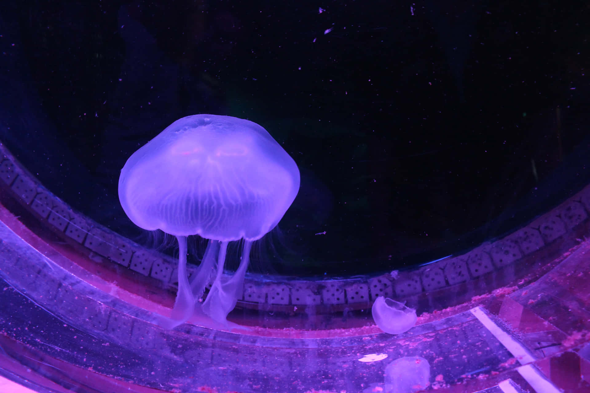 Jellyfish Illumination Kelly Tarltons Aquarium Wallpaper