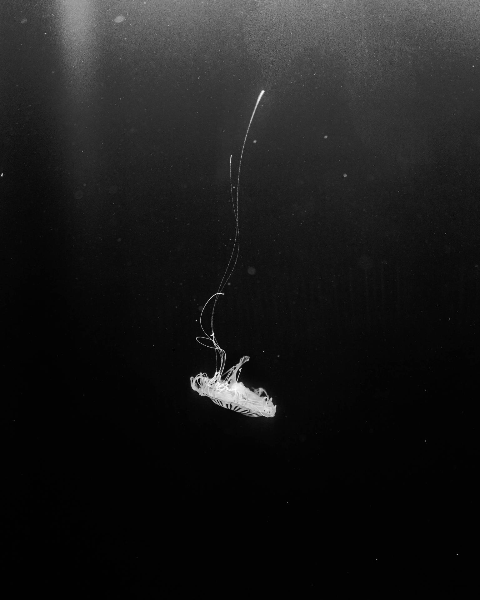 Jellyfish In Black Screen Wallpaper
