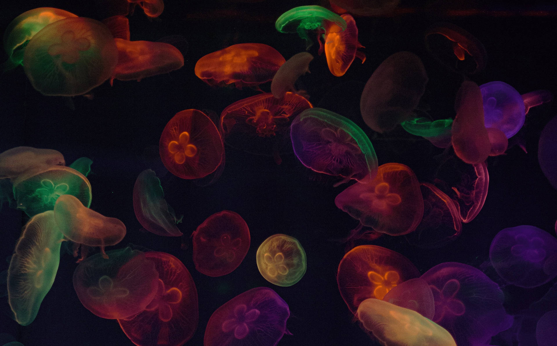Jellyfish In Retro Colors Background