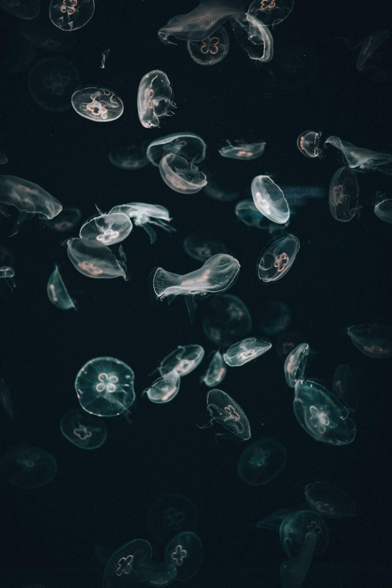 Jellyfish Iphone Dark Background