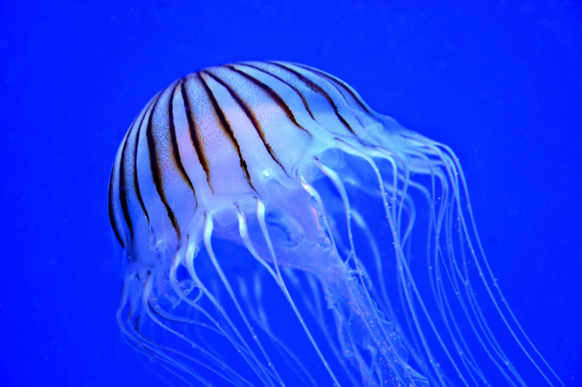 Jellyfish Pictures