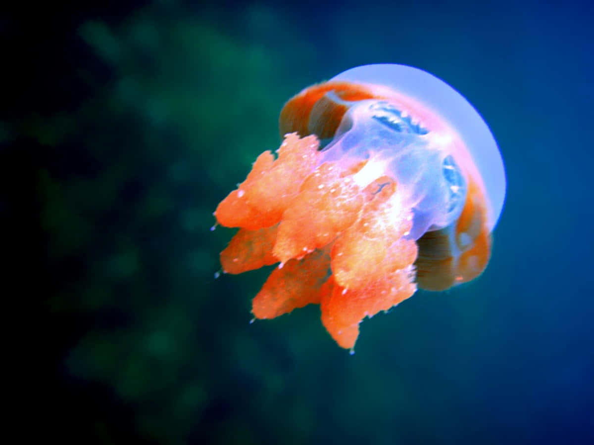 Jellyfish Pictures