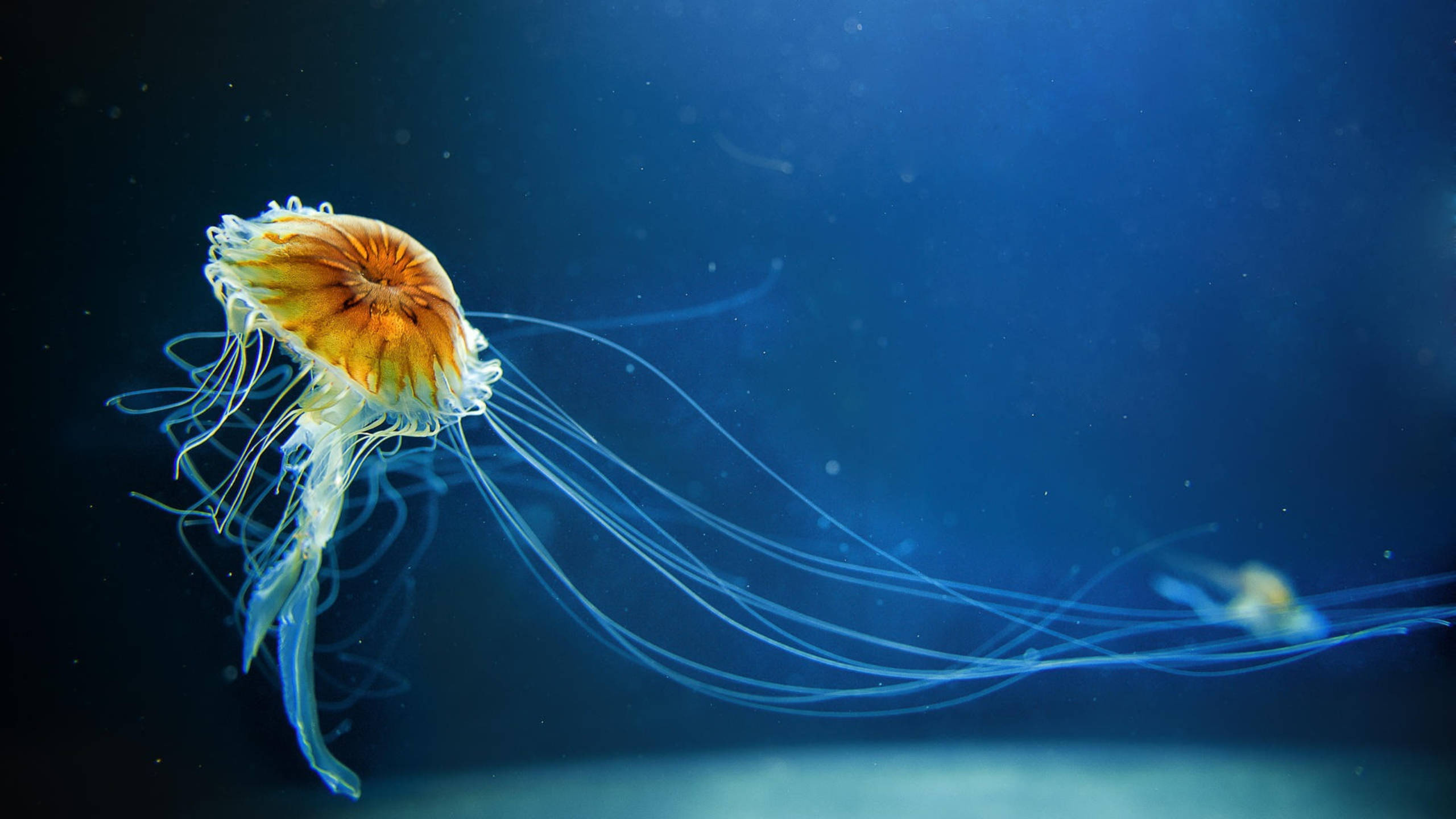 Jellyfish Professional Desktop Wallpaper