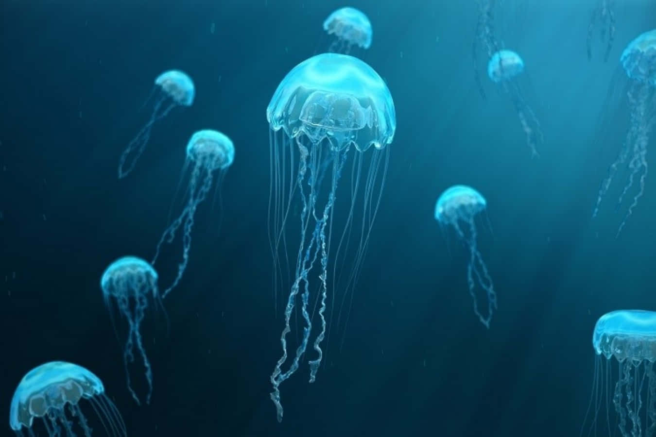 Jellyfish Swarm Underwater Scene Wallpaper