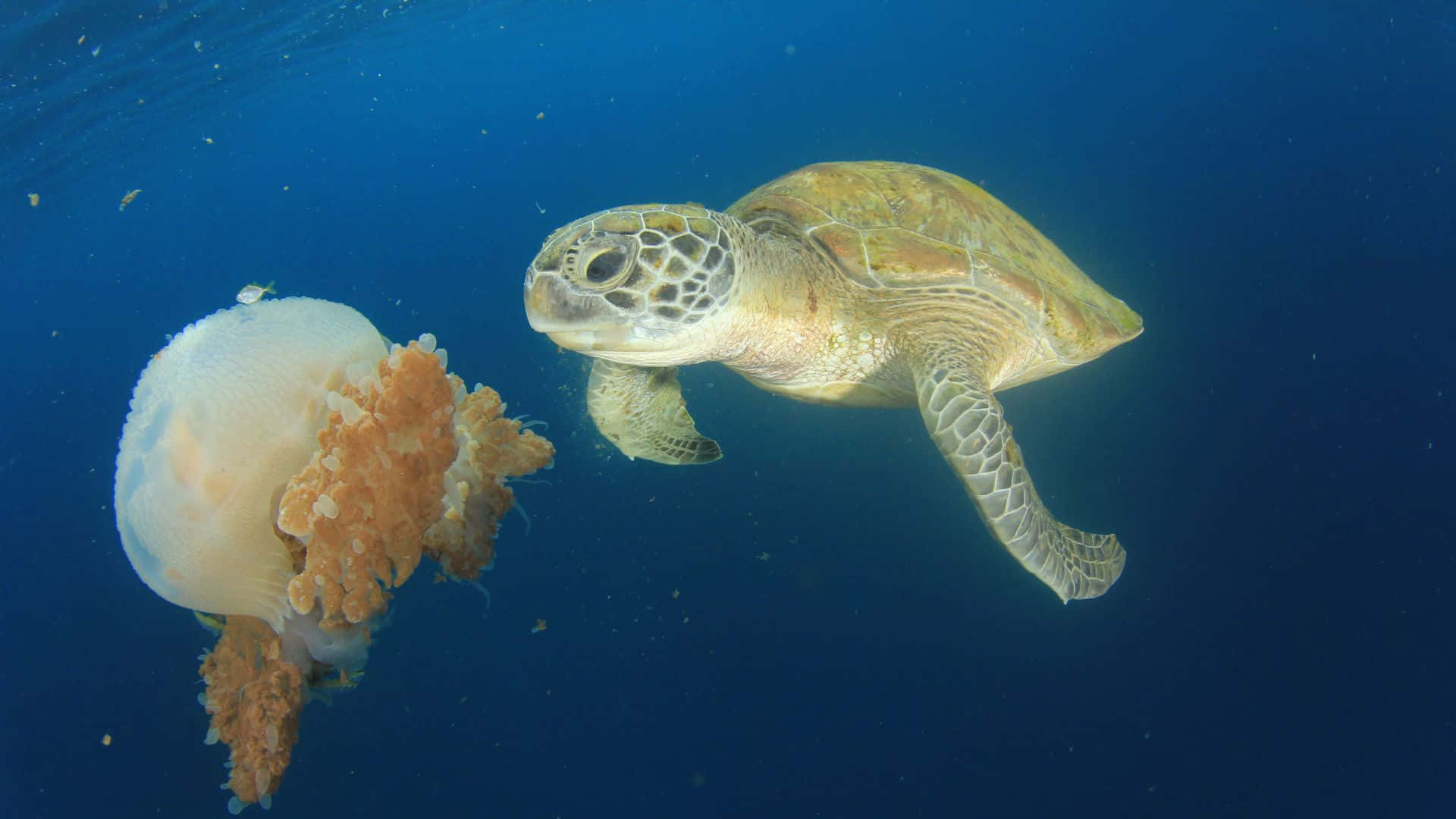 Jellyfishbakgrundsbild