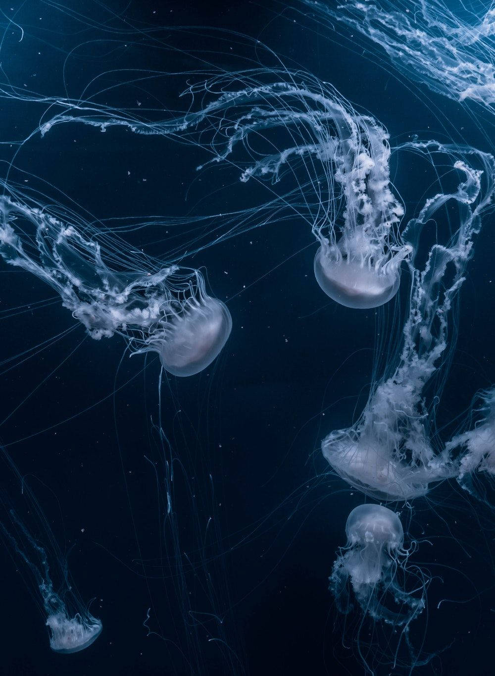 Jellyfishes Æstetisk Iphone 11 Wallpaper