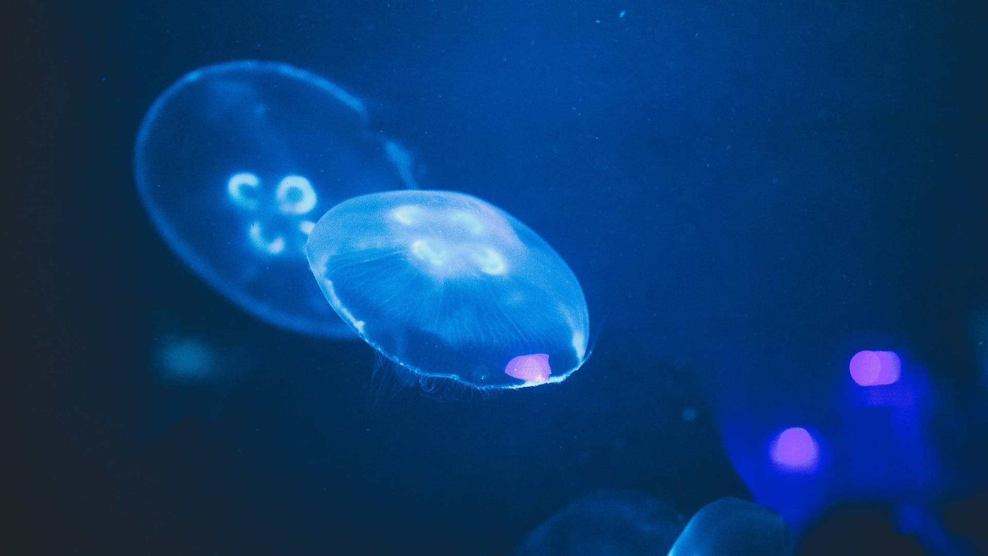 Jellyfishes In Ocean Blue Waters Wallpaper