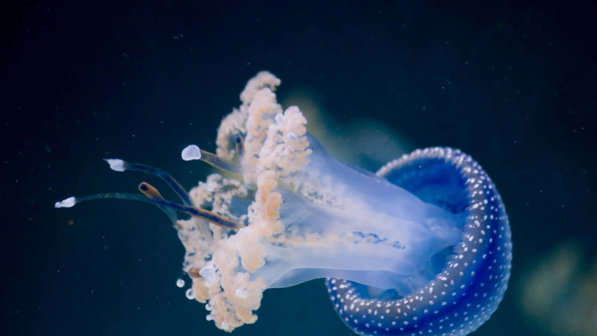 Jellyfishhintergrund