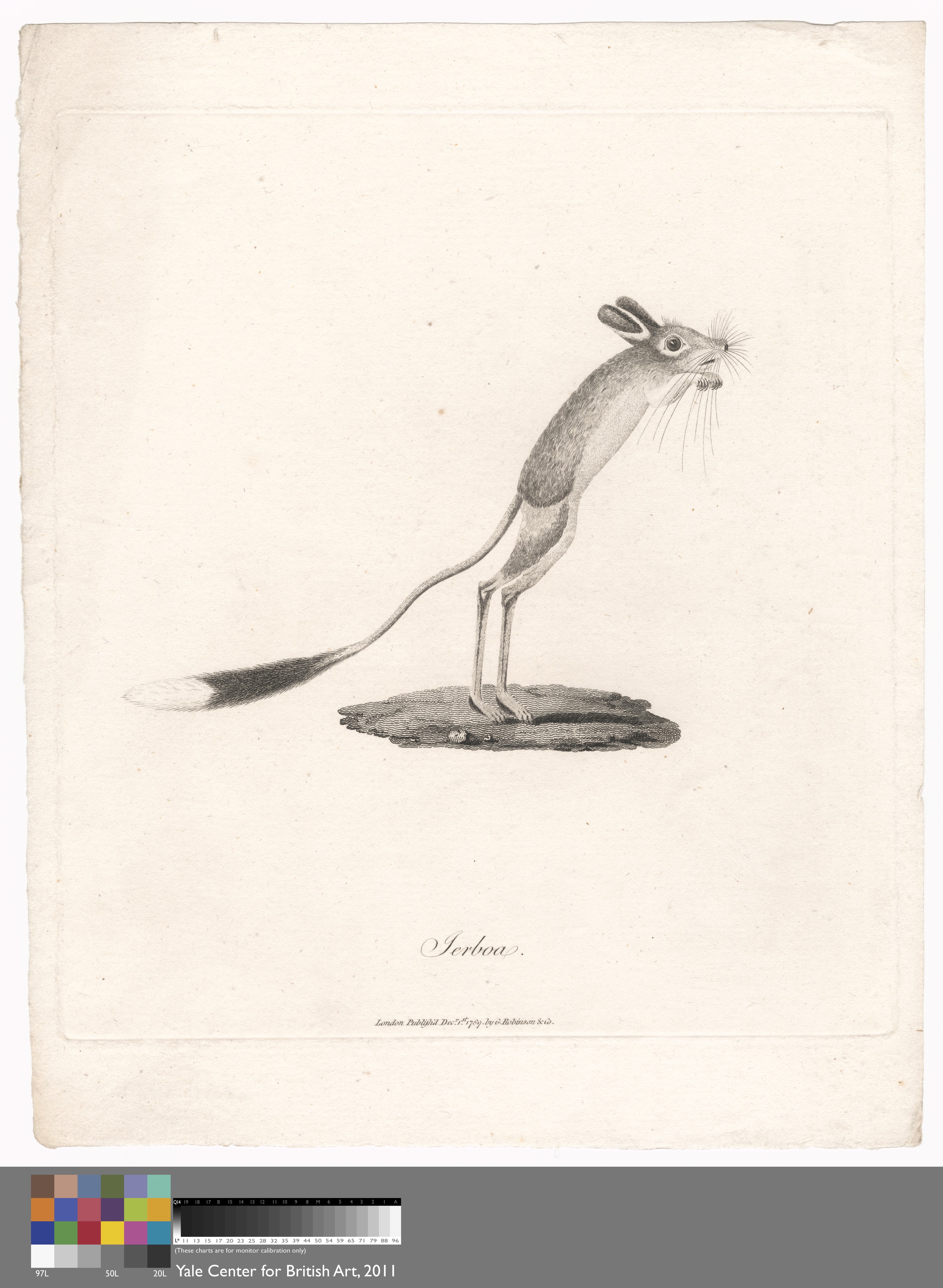 Jerboa Wallpaper