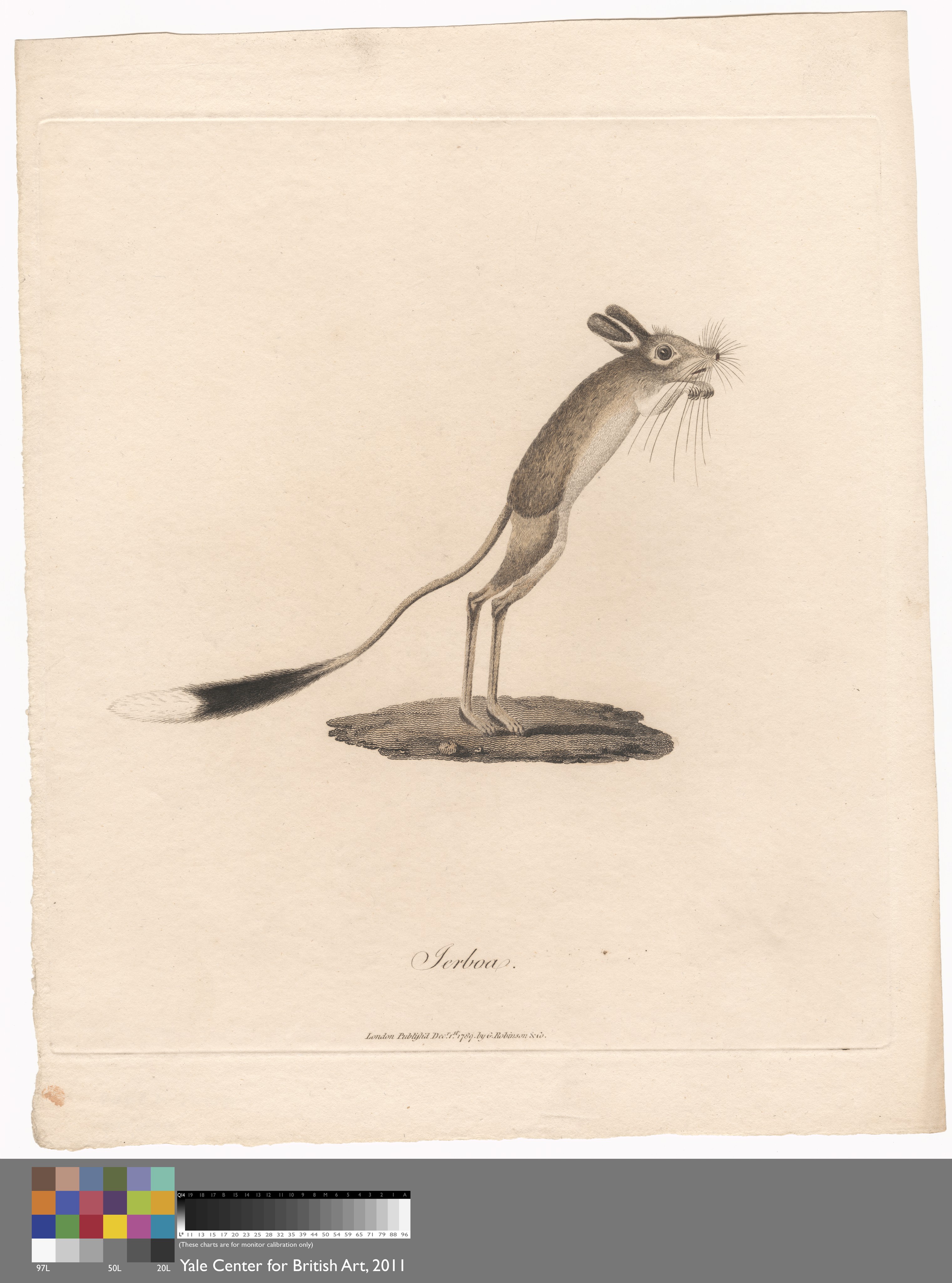 Jerboa Wallpaper