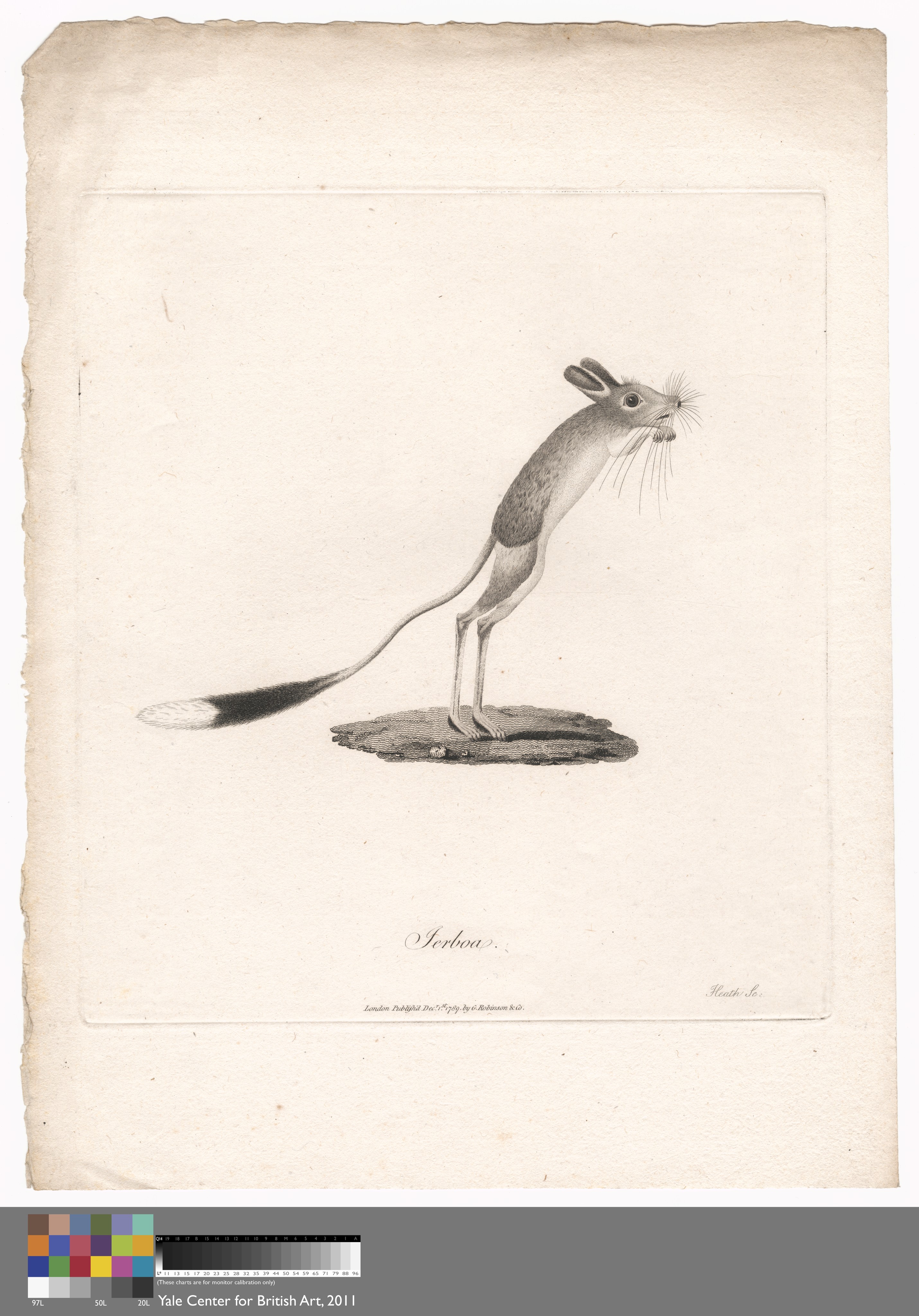 Jerboa Wallpaper