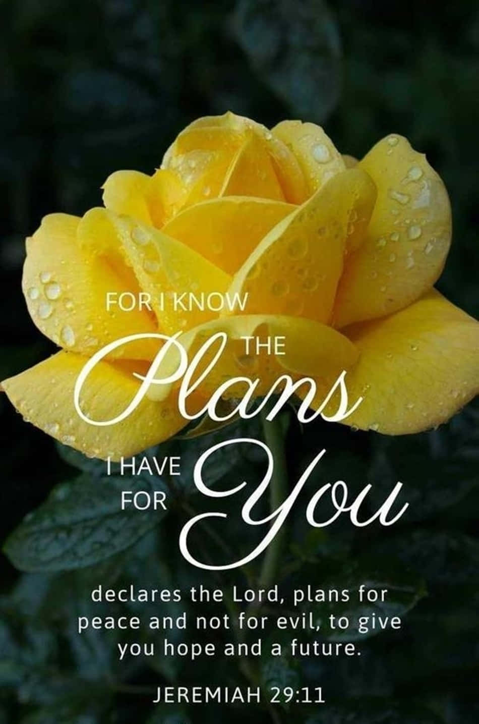 Jeremiah 29:11 Yellow Rose Wallpaper
