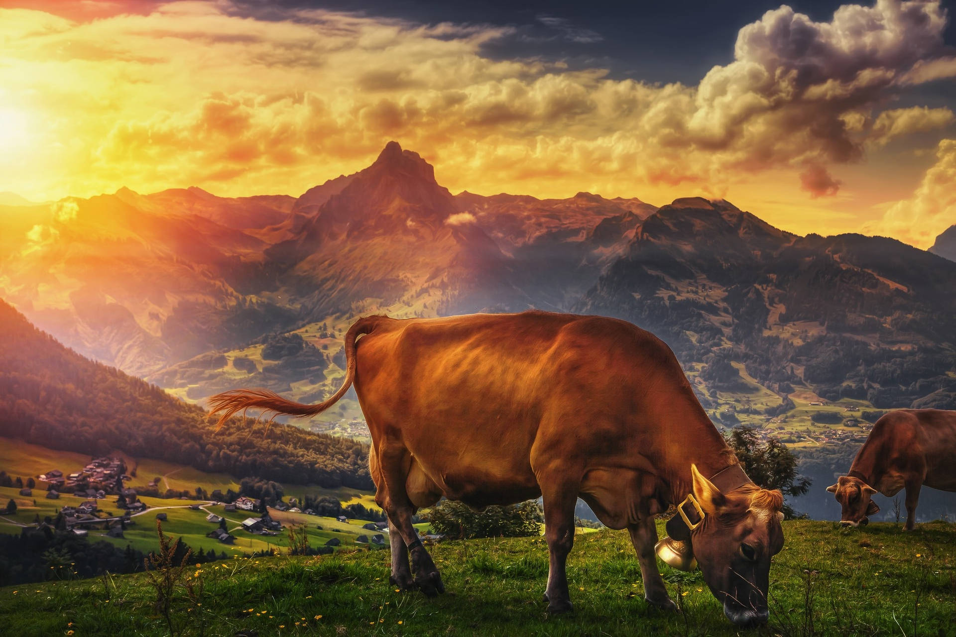 Jersey kvæg racer spiser græs under solnedgang Wallpaper