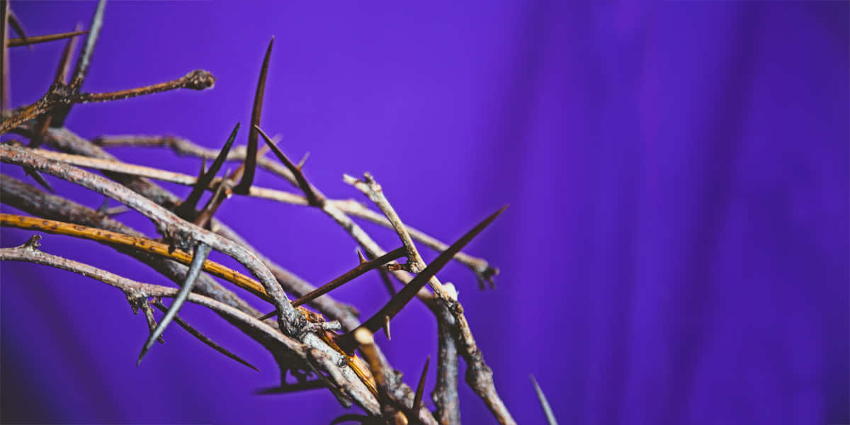 Jesus Christ wearing the crown of thorns Wallpaper