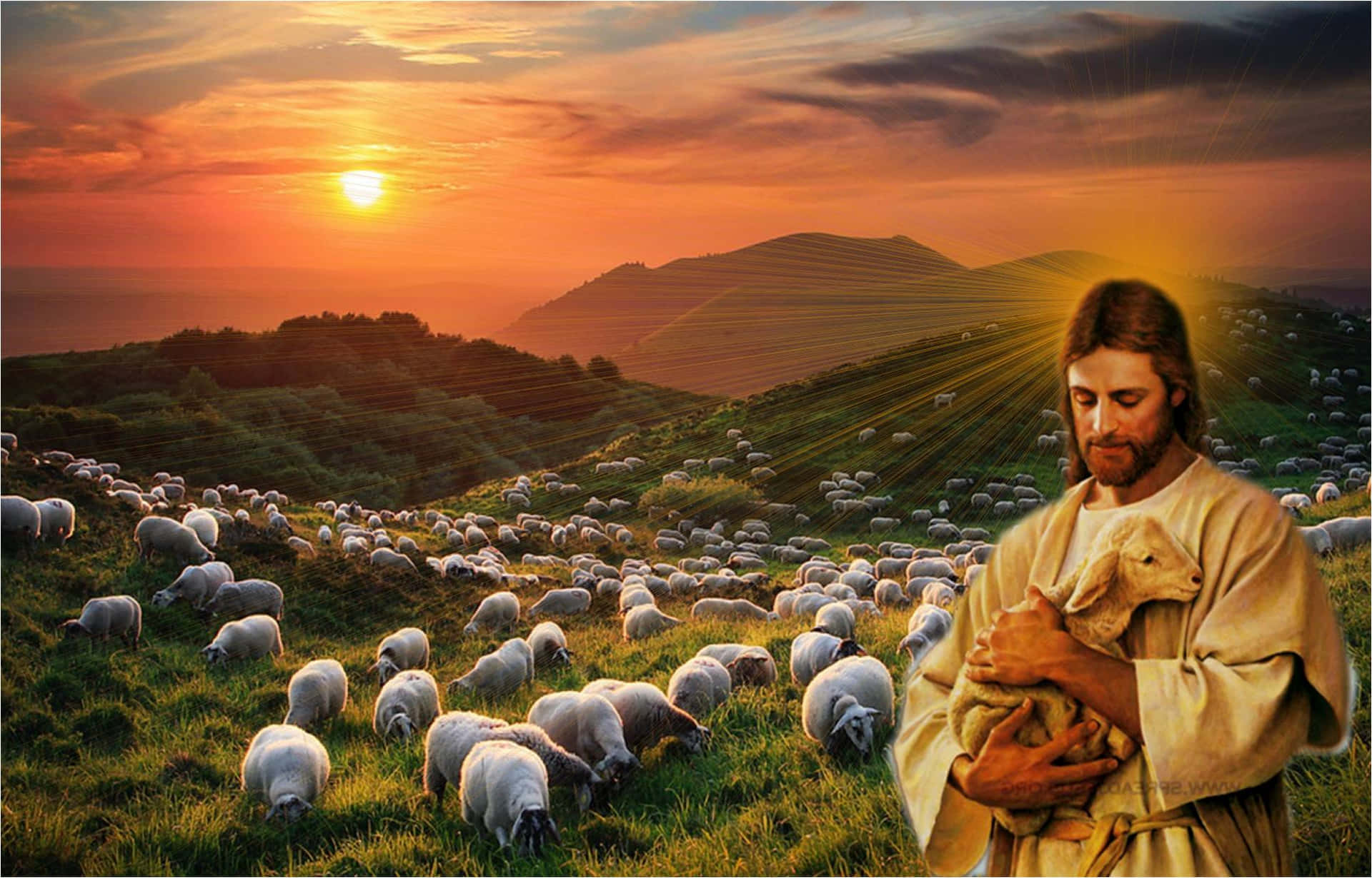 Jesus Christ Tending To A Lamb Picture