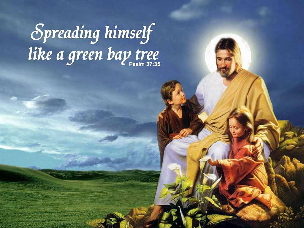Jesus Spreading Like A Green Bay Tree Wallpaper