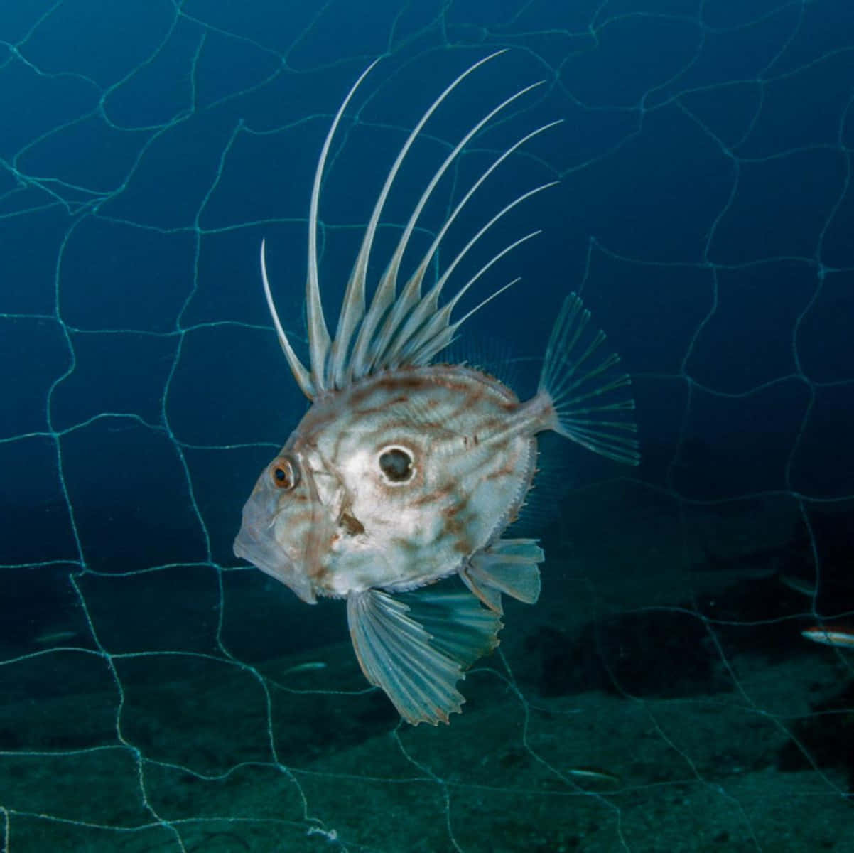 John Dory Fish Against Net Background Wallpaper