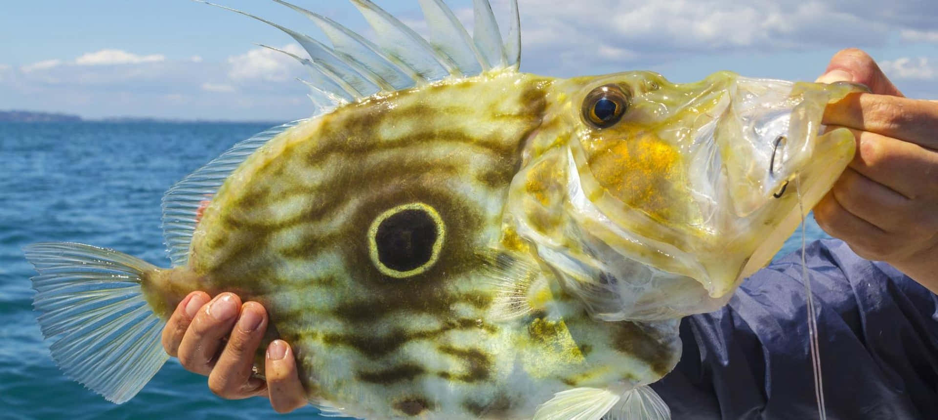 John Dory Fish Caught By Angler Wallpaper