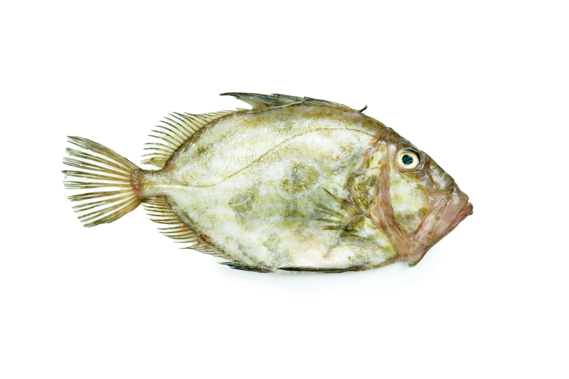 John Dory Fish Isolated White Background Wallpaper