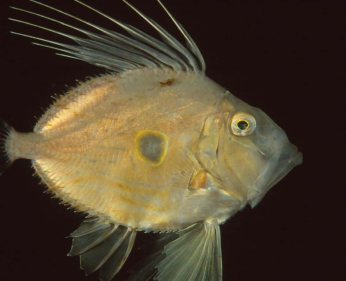 John Dory Fish Portrait Wallpaper