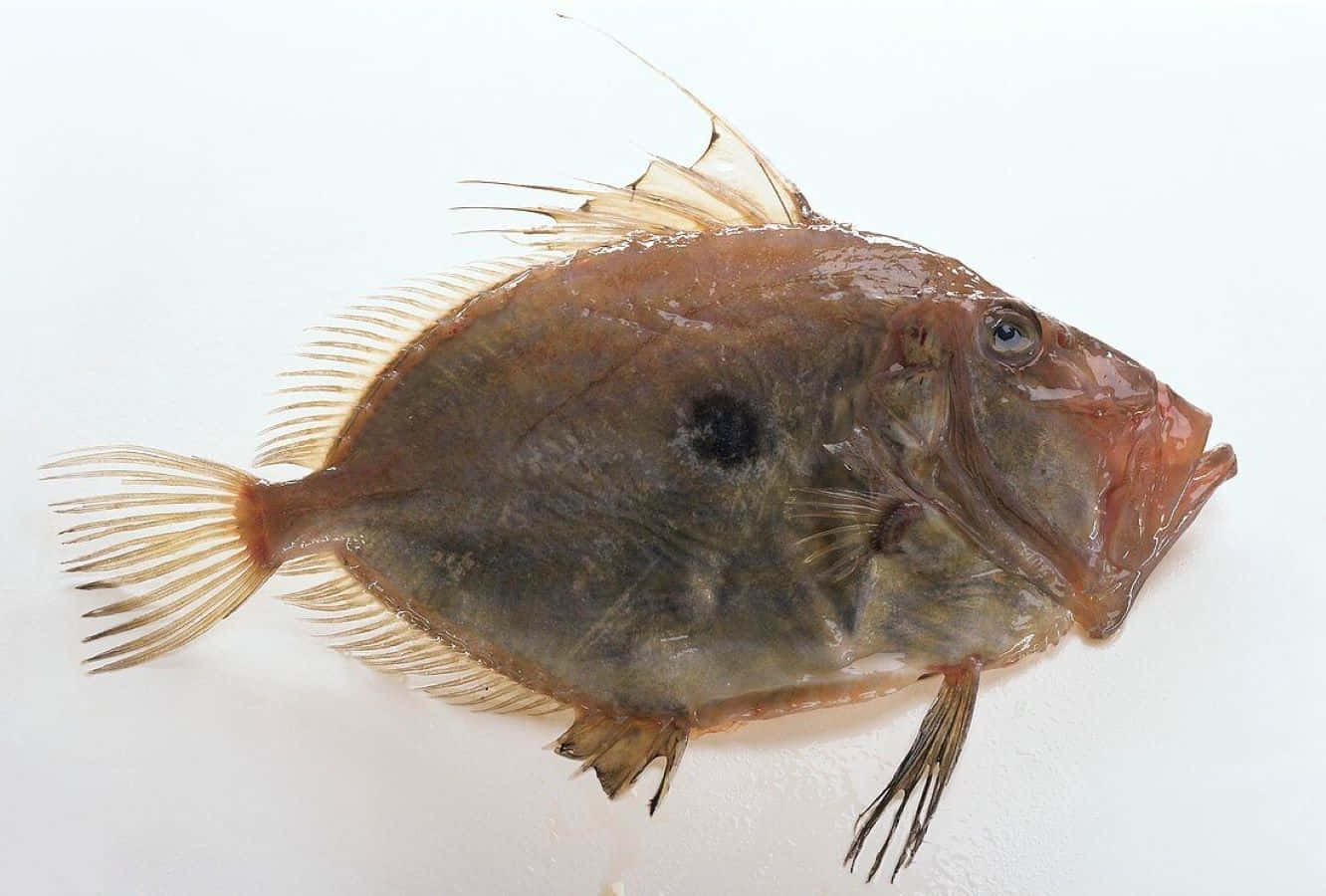John Dory Fish Profile.jpg Wallpaper