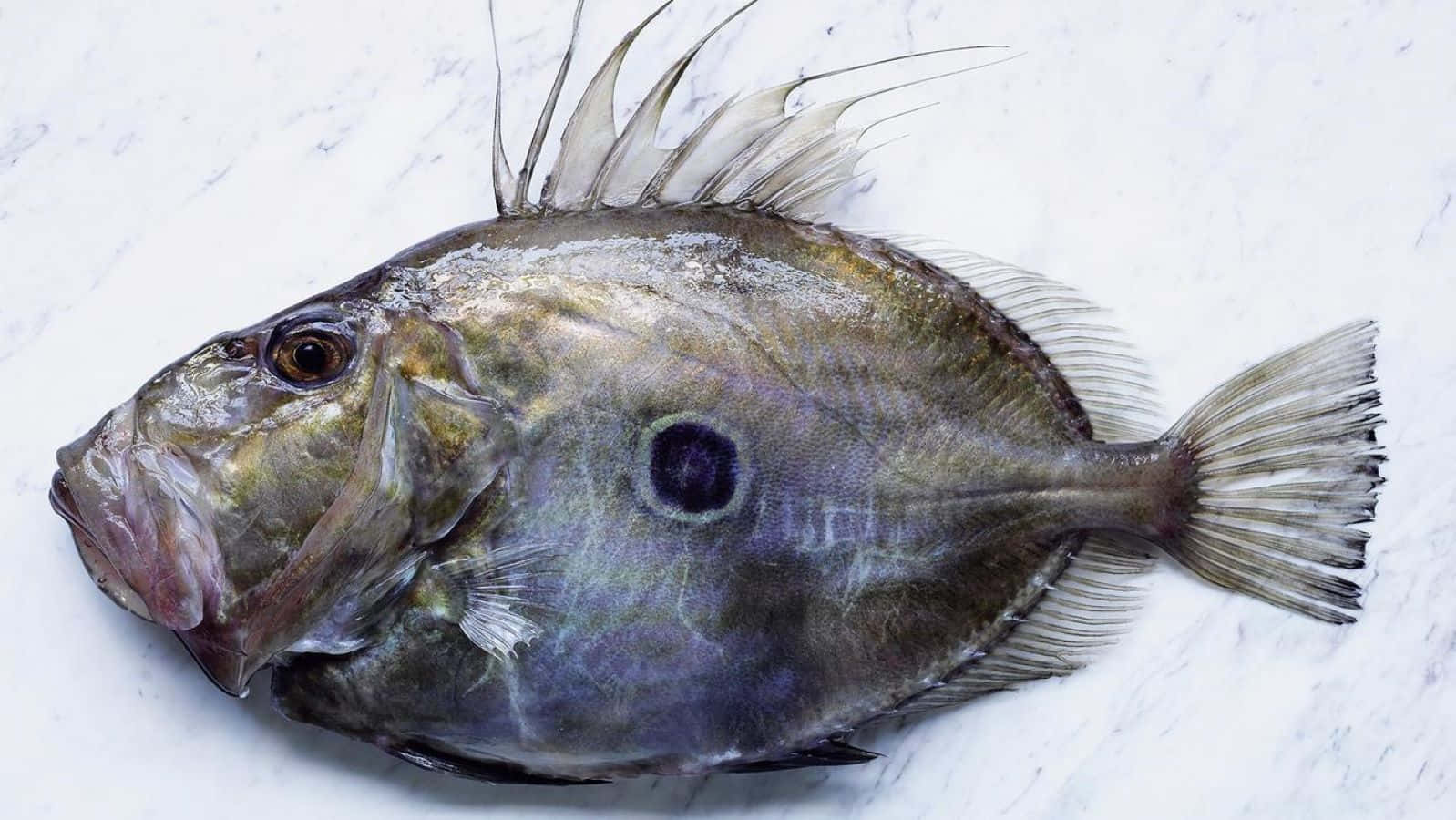 John Dory Fishon Ice Wallpaper