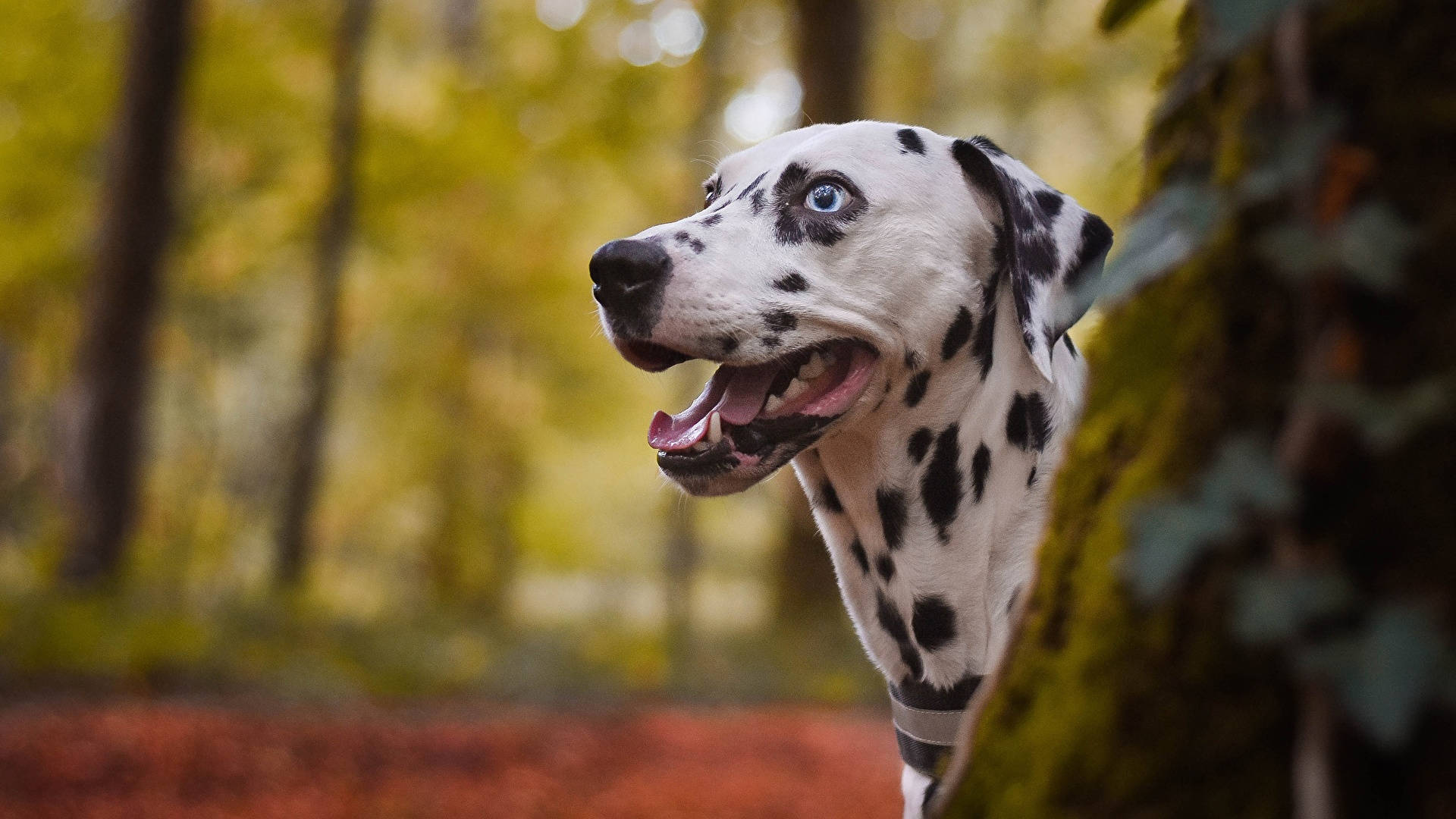 Jolly Dalmatian Dog