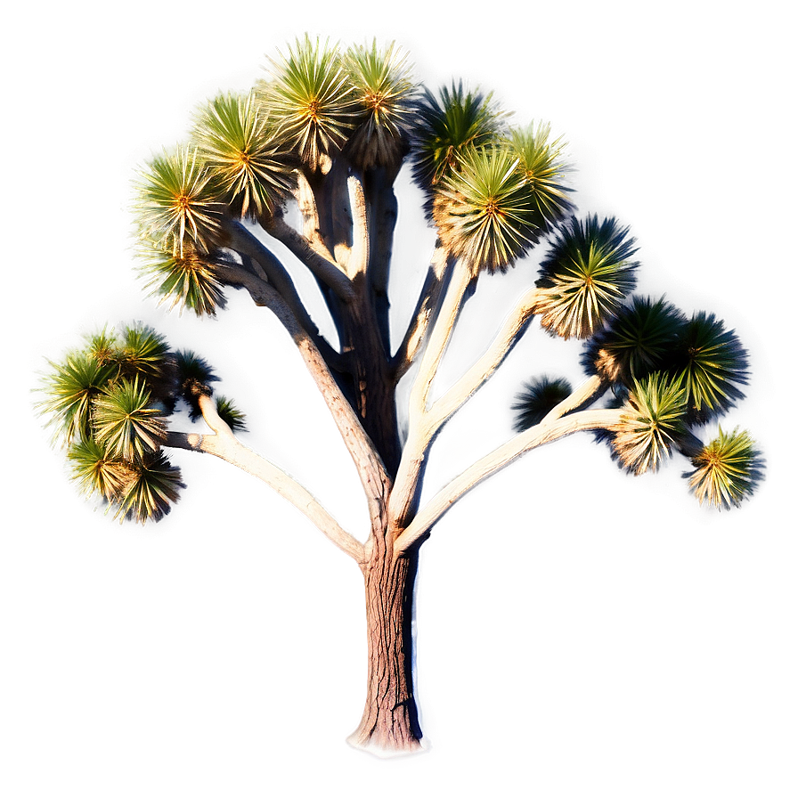 Joshua Tree Aerial View Png Tjr78 PNG