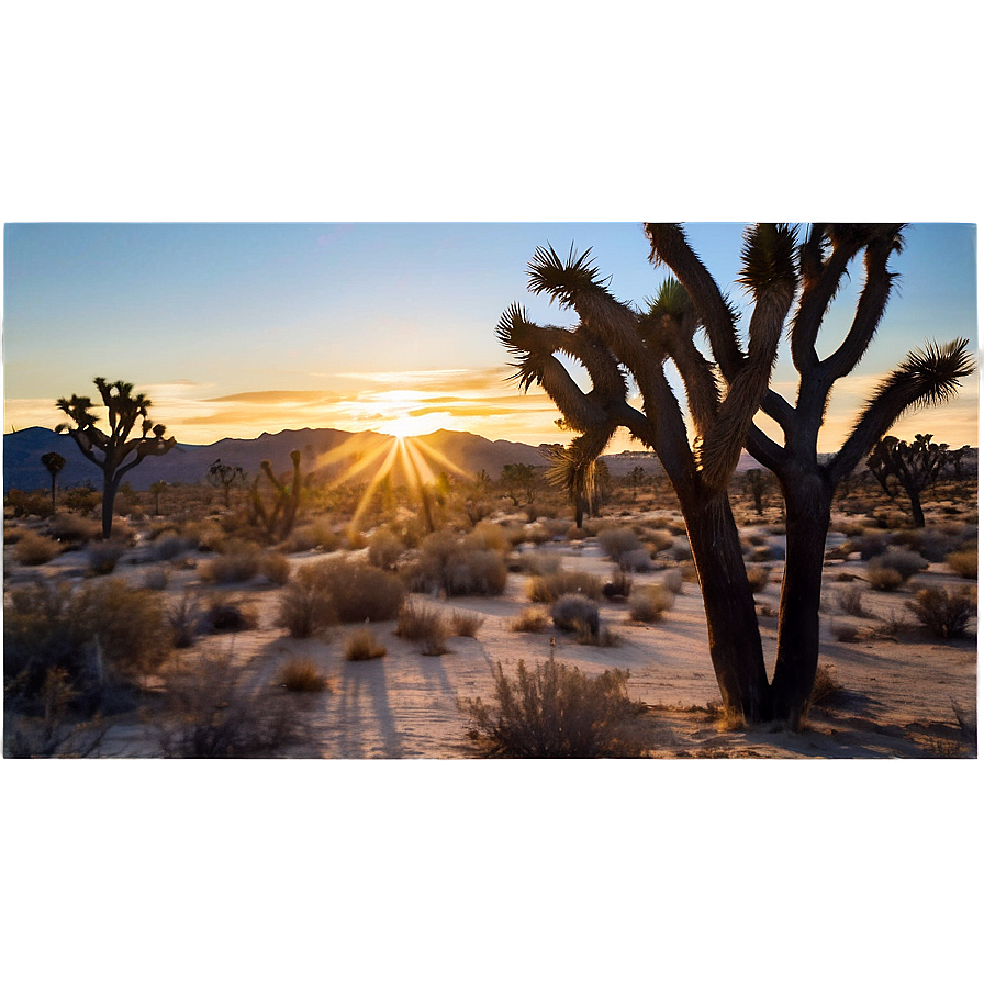 Joshua Tree During Sunset Png 06262024 PNG